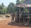 Petugas Satpol-PP mengumpulkan material sisa bongkaran pondok di Dusun Laoli Lampia untuk diamankan di Kantor Desa Harapan agar bisa diambil kembali oleh pemiliknya